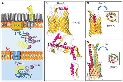 Biological Functions of the Secretome of Neisseria meningitidis